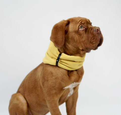 1. Dog wearing Labbvenn Inko neck warmer in gold with black leather strap, sitting against a white background