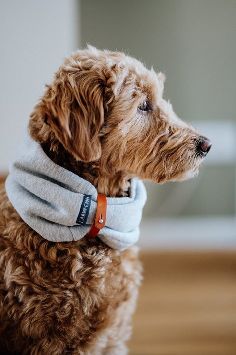 1. Dog wearing Labbvenn Inko neck warmer in light melange with leather strap, indoors