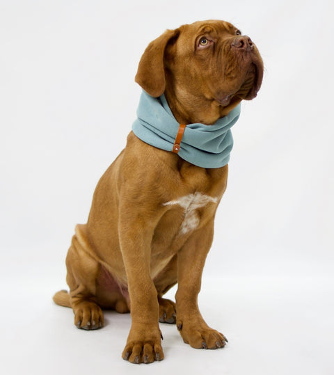 1. Brown dog wearing turquoise neck warmer with leather strap sitting on white background