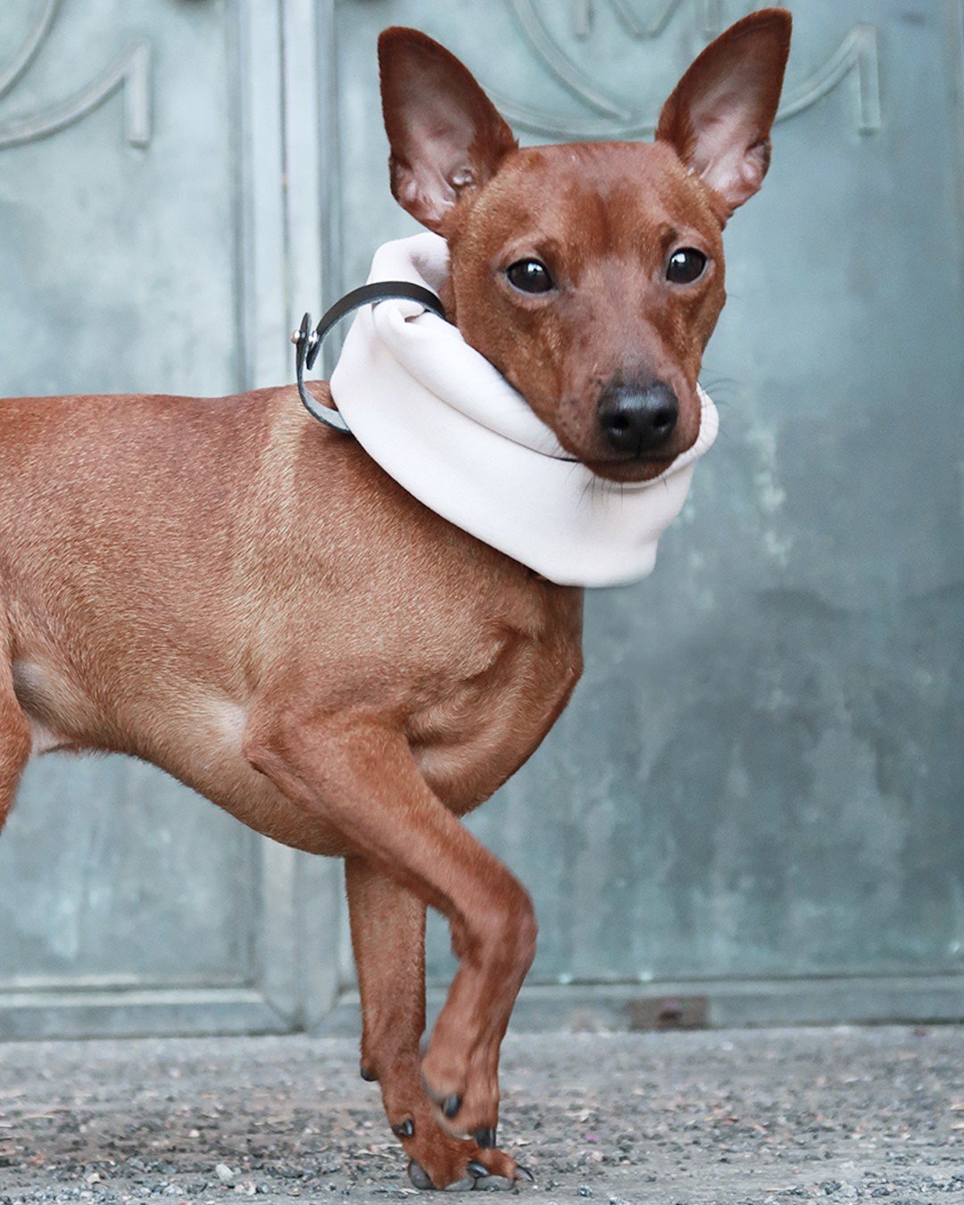 1. Small brown dog wearing white sand neck warmer with black leather belt standing in front of metal door