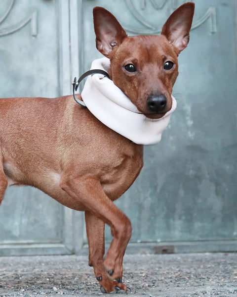 1. Small brown dog wearing white sand neck warmer with black leather belt standing in front of metal door