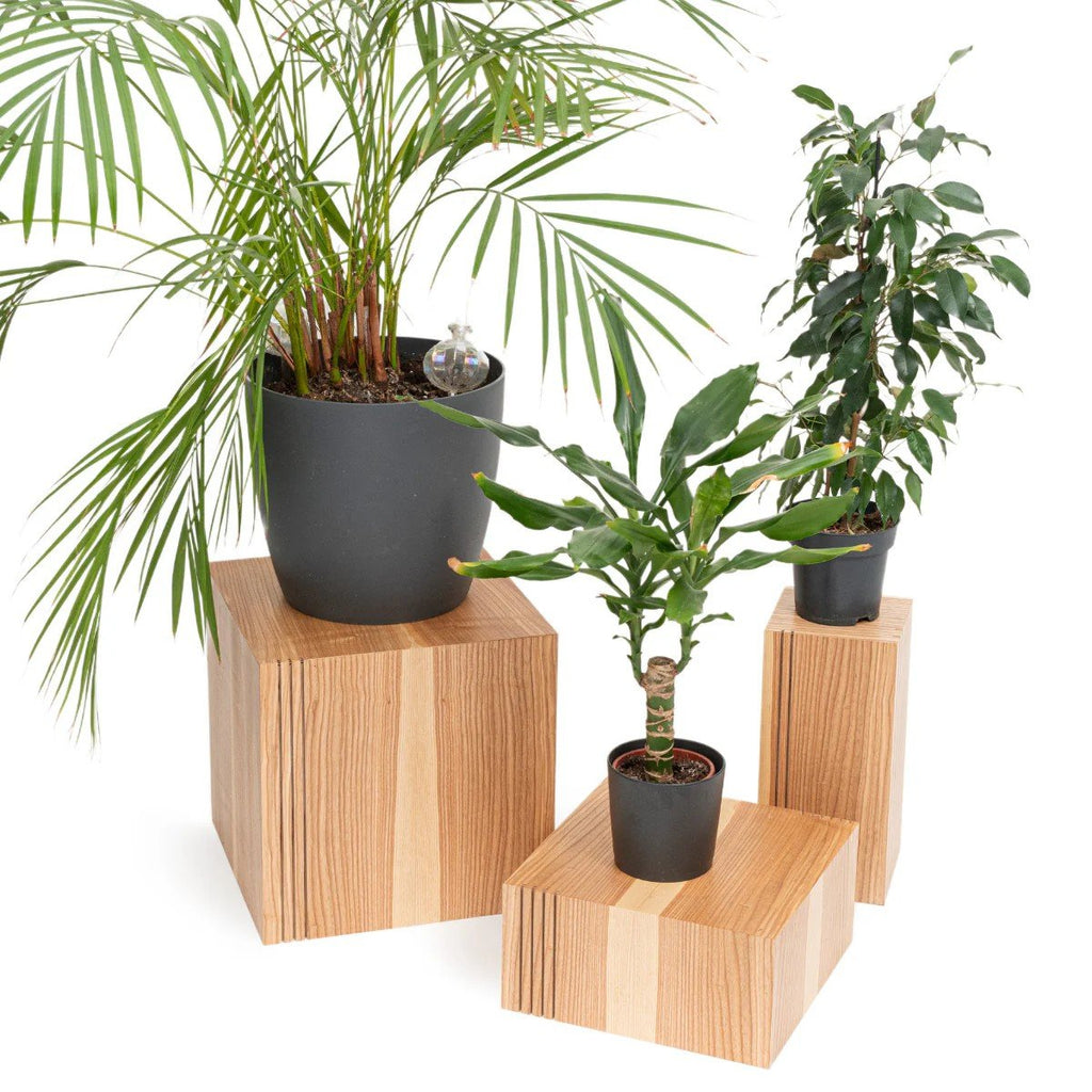 1. Set of three wooden plant stands with potted plants on white background showcasing different sizes and natural wood grain