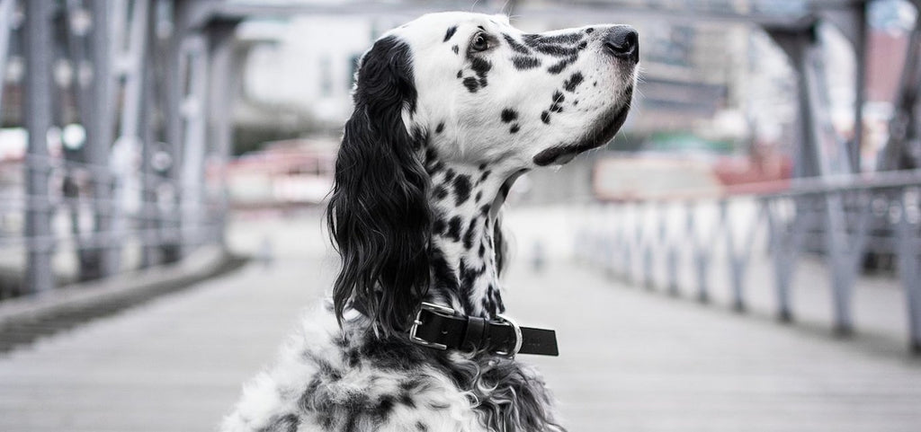 1. Dalmatian dog wearing black leather collar standing on urban bridge