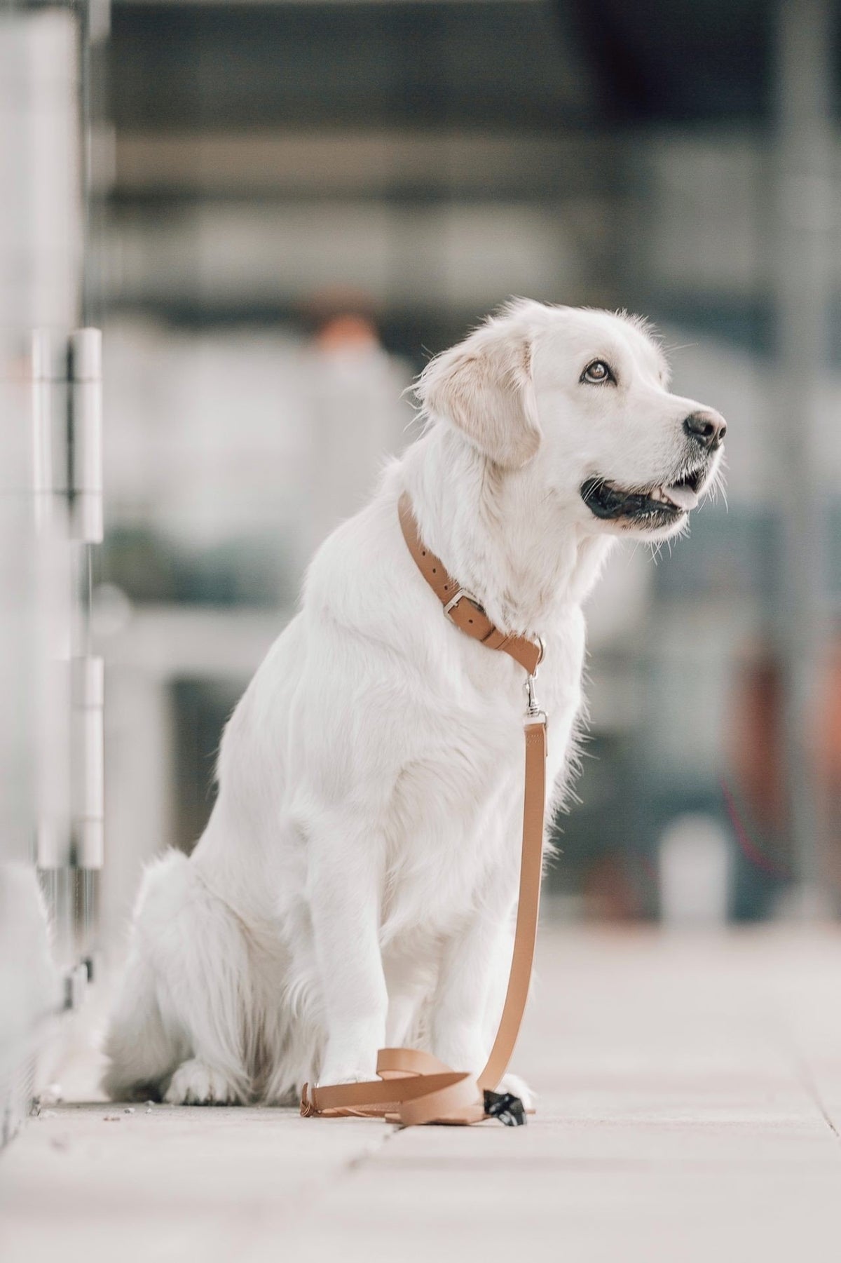 1. White dog wearing camel leather collar and leash sitting outdoors