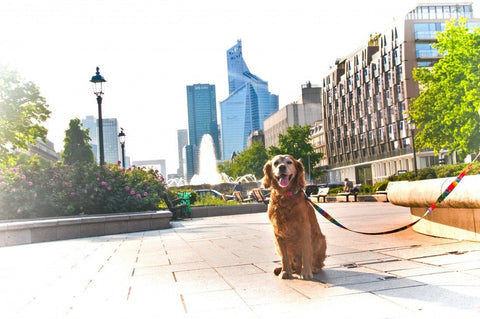 1. Dog sitting on urban street with Matteo pixel-pattern leash in vibrant city setting