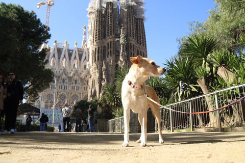 1. Light brown dog on Matteo travel leash in front of Sagrada Familia with trees and people