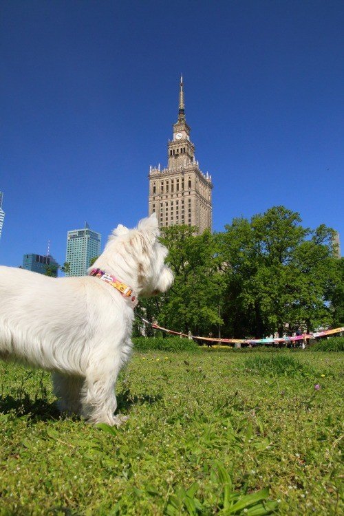 1. Small white dog wearing Matteo travel leash in park with tall building in background