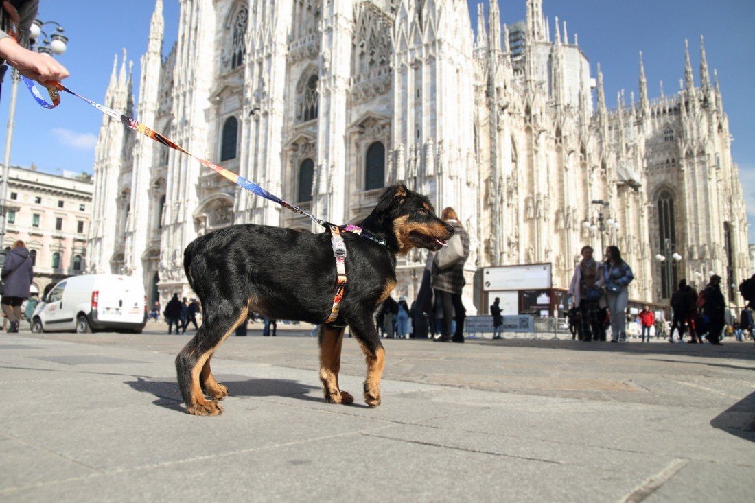 1. Black and tan dog on Matteo travel leash in front of large cathedral with people in background