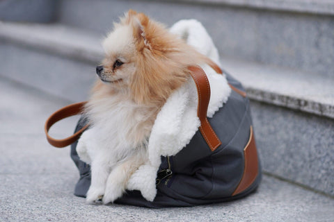 1. Small dog sitting comfortably in grey Liiva dog carrier with white wool lining on stone steps