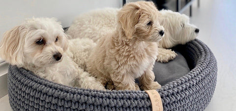 1. Three small dogs resting in Labbvenn Lukko anthracite dog bed, showcasing comfort and braided cotton rope design