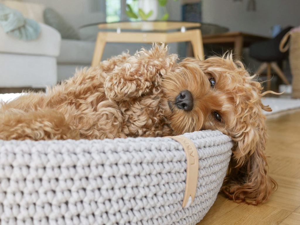 1. Fluffy dog resting in light grey oval braided cotton dog bed in cozy living room