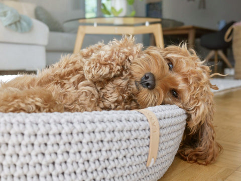 1. Fluffy dog resting in light grey oval braided cotton dog bed in cozy living room
