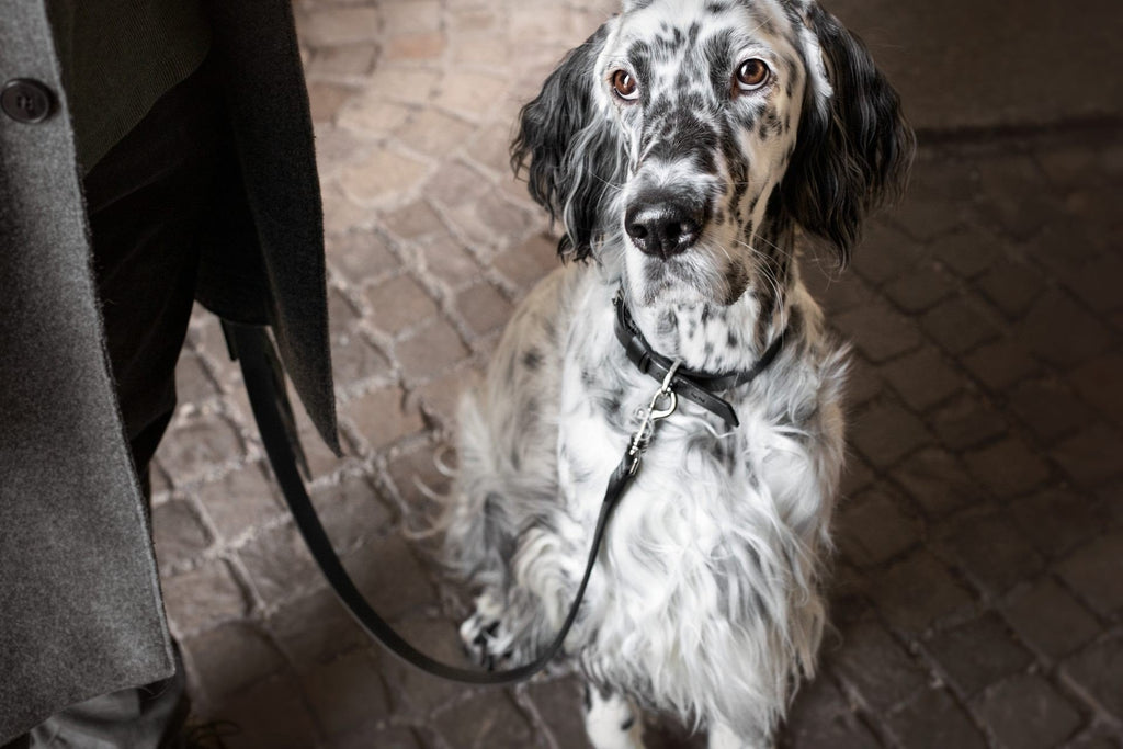 1. Black and white dog wearing Lussa leash by Labbvenn on cobblestone street, showcasing leash's elegant design and functionality