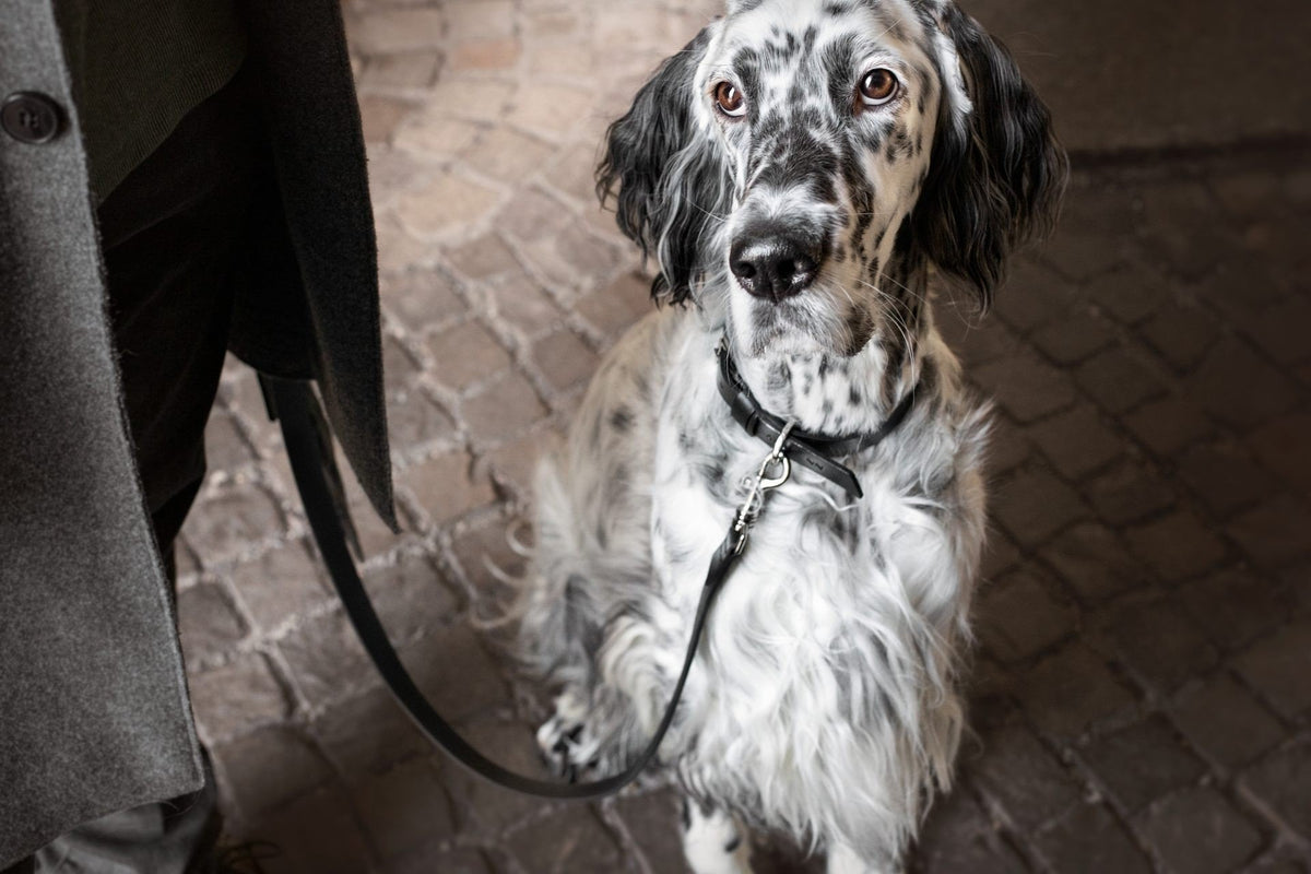 1. Black and white dog wearing Lussa leash by Labbvenn on cobblestone street, showcasing leash's elegant design and functionality