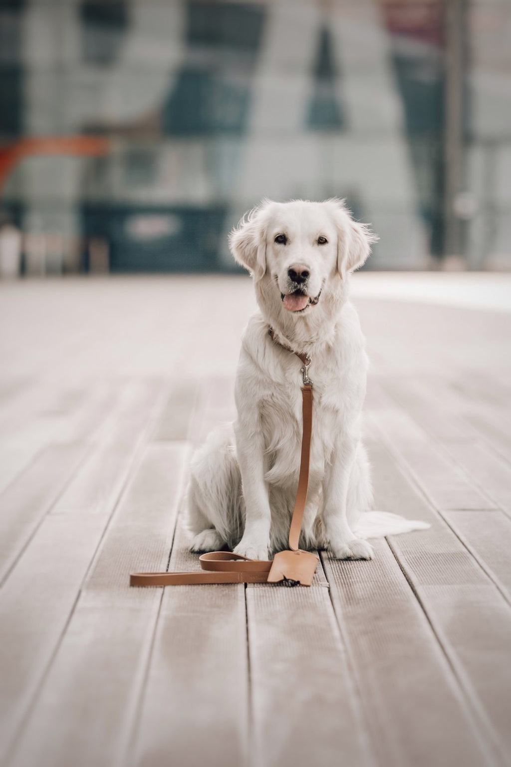 1. White dog sitting on wooden deck wearing camel leather Lussa leash by Labbvenn, urban background