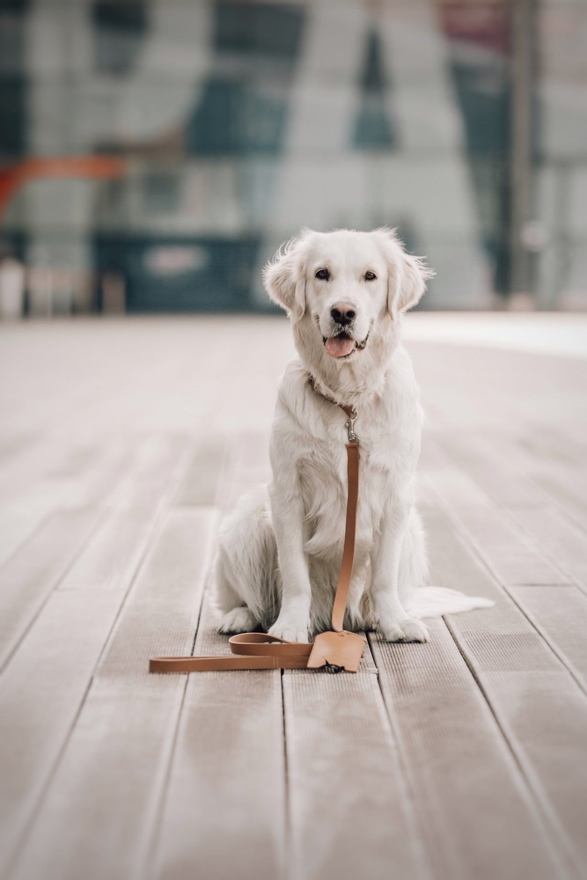 1. White dog sitting on wooden deck wearing camel leather Lussa leash by Labbvenn, urban background