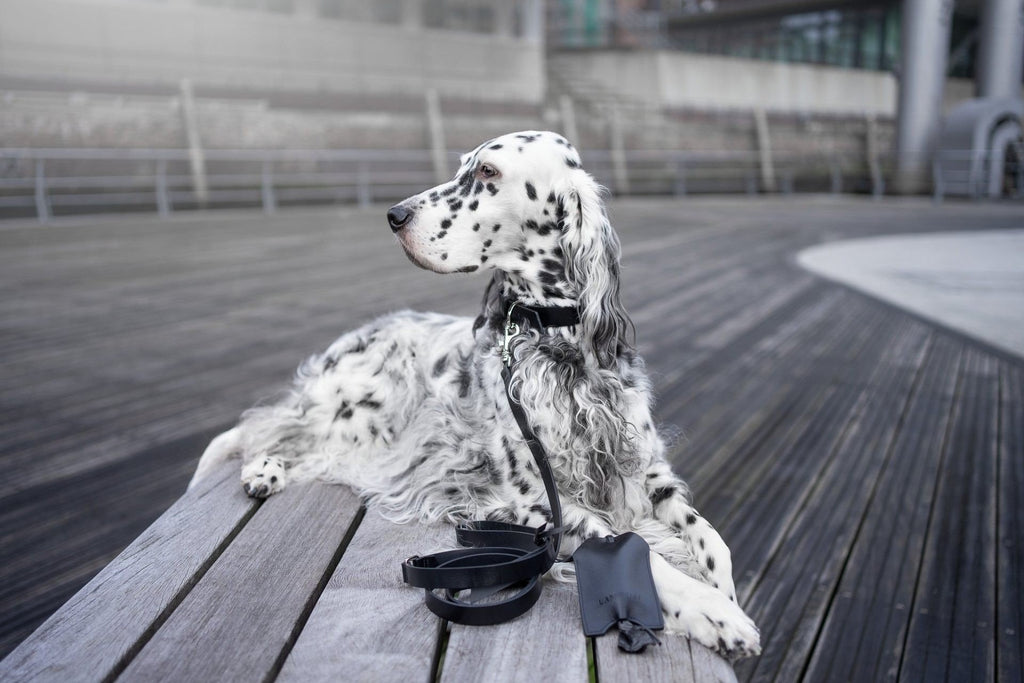 1. Dog with black Lussa leash and Saku bag dispenser lying on wooden bench in urban setting