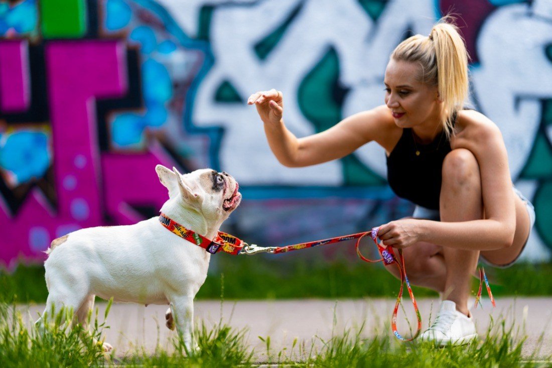 1. Woman training a white dog wearing Matteo red graffiti martingale collar in front of colorful graffiti wall
