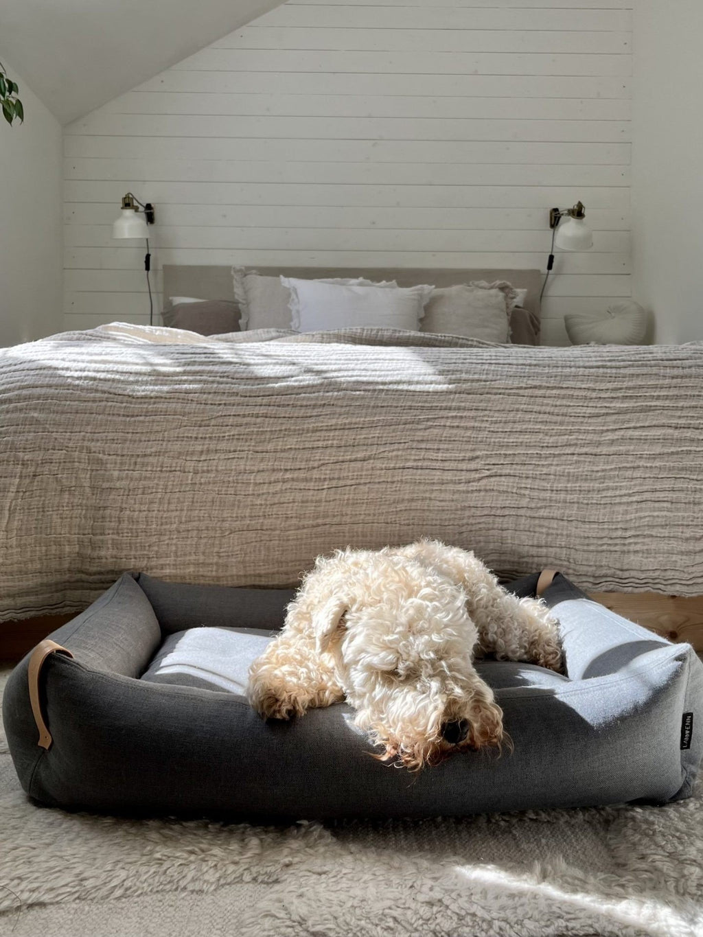 1. Fluffy dog resting on Moe dog bed in light anthracite in a cozy bedroom setting with neutral decor