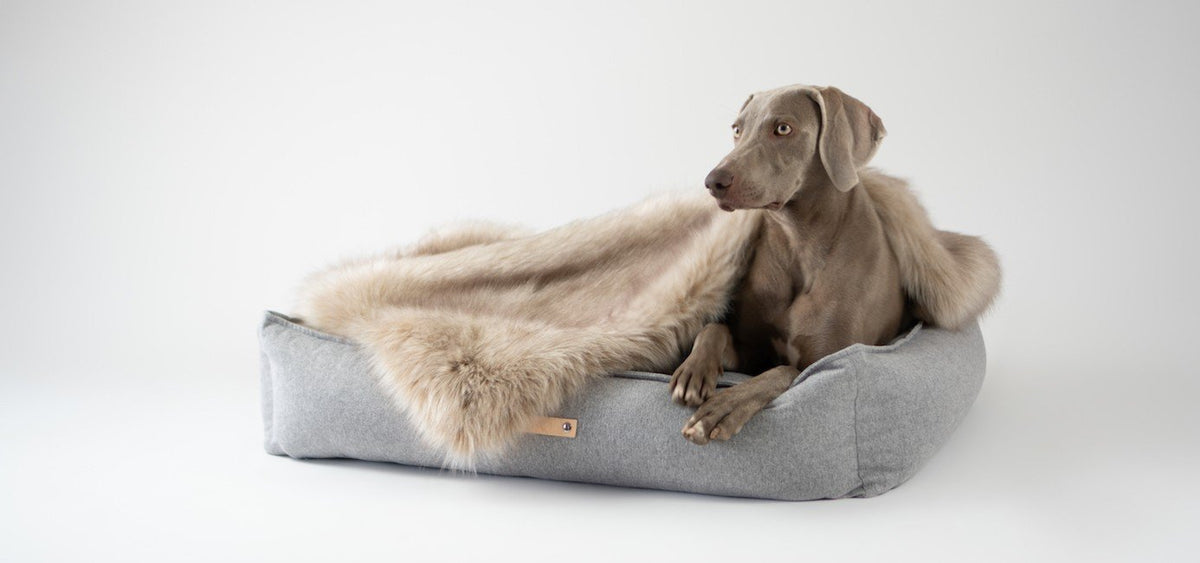 2. Dog resting on grey Møvik dog bed with faux fur blanket in studio setting