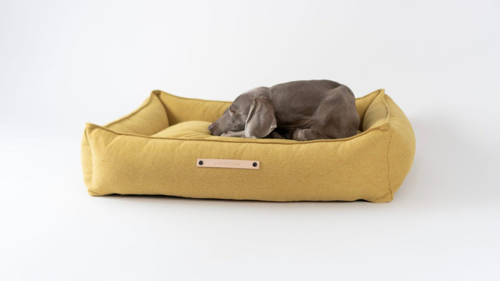 2. Grey dog resting on Labbvenn Møvik honey dog bed with leather label on white background
