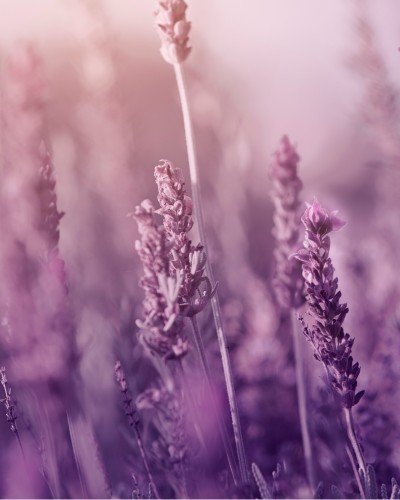 5. Close-up of lavender flowers in soft focus, highlighting natural ingredients