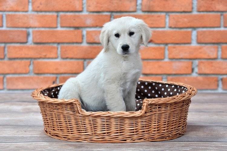 1. Puppy sitting in natural wicker dog bed with polka dot cushion against brick wall