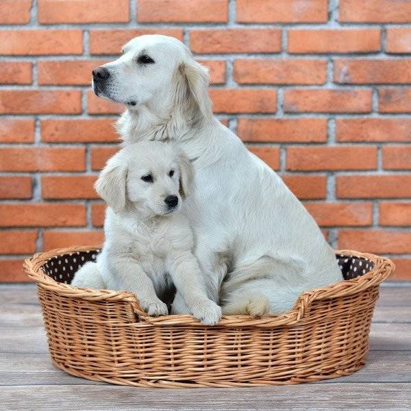 1. Adult dog and puppy sitting in natural wicker dog bed with polka dot cushion against brick wall