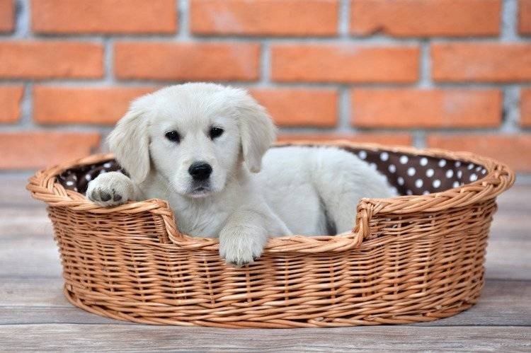 1. Puppy lying in natural wicker dog bed with polka dot cushion against brick wall