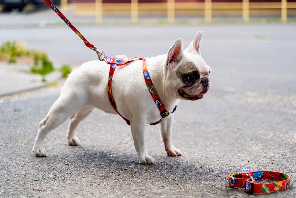 1. White French Bulldog wearing Matteo red graffiti nylon harness on urban street