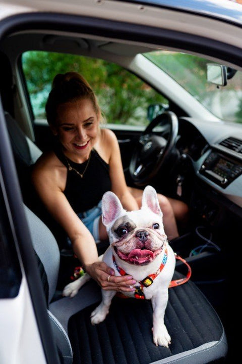 4. Woman with French Bulldog wearing Matteo red graffiti harness sitting in car