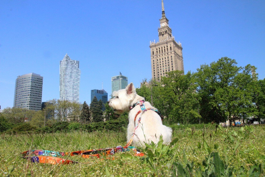 1. White dog wearing colorful Matteo nylon harness sitting on grass with city skyline in background