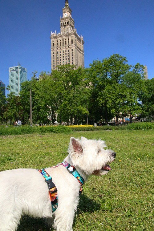 1. White dog wearing colorful Matteo nylon harness standing on grass with city buildings in background