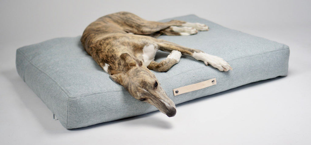 1. Greyhound dog lounging on Labbvenn Oslo Cushion in light grey, highlighting comfort and Scandinavian style in a studio setting
