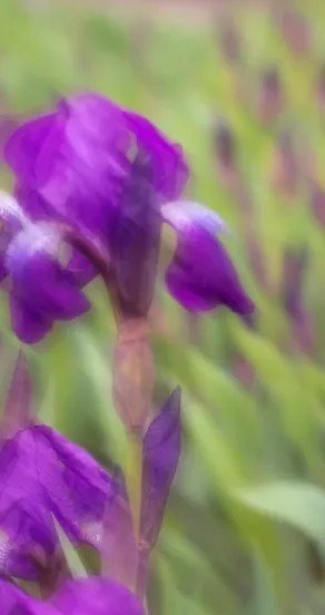 3. Close-up of purple irises in a garden setting