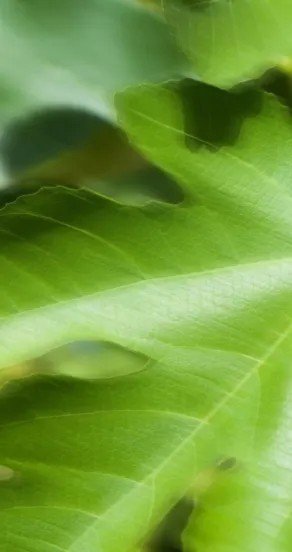 3. Close-up of vibrant green fig leaves