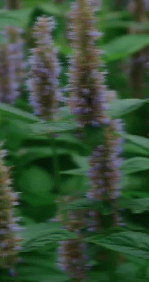 3. Close-up of purple flowers in a green field