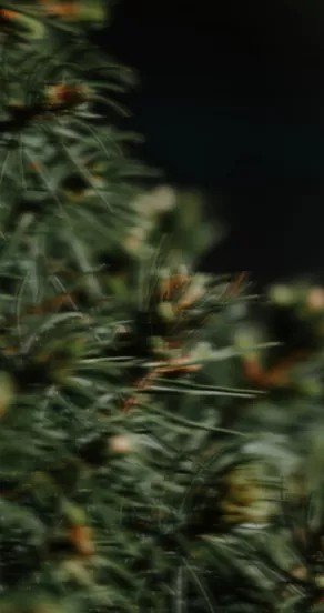 5. Close-up of pine needles, representing cedarwood notes in maar Ego Rex perfume