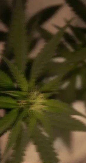 2. Close-up of green cannabis leaves, highlighting natural ingredient in perfume