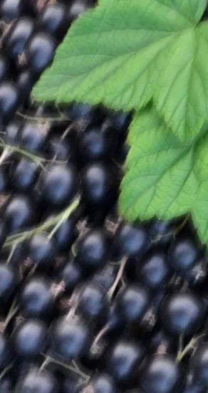 3. Close-up of black currants with green leaves, highlighting fruity notes