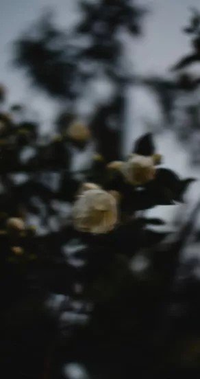 3. Blurred image of white flowers and dark foliage, evening setting
