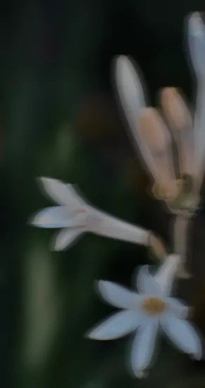 3. Close-up of white tuberose flowers against dark background, soft focus