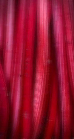 3. Close-up of red rhubarb stalks, highlighting texture and color