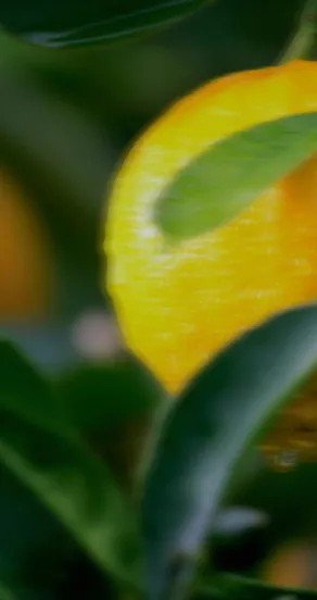 9. Close-up of yellow citrus fruit on tree, representing fresh and zesty fragrance elements