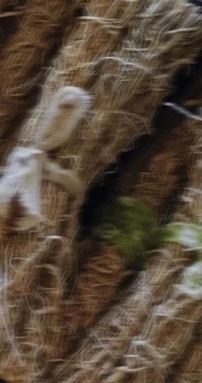 10. Close-up of vetiver roots, highlighting earthy and woody fragrance components