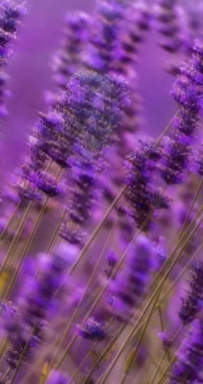 4. Close-up of purple lavender flowers, symbolizing aromatic notes in fragrance
