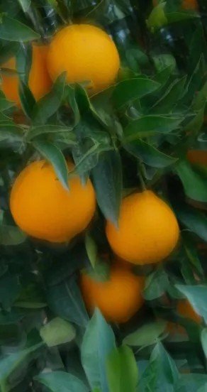 6. Close-up of orange fruits on tree, representing bitter orange notes in fragrance