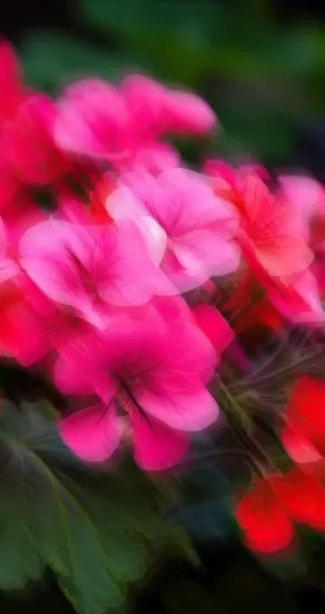 3. Close-up of vibrant pink flowers with blurred background, representing floral notes in perfume