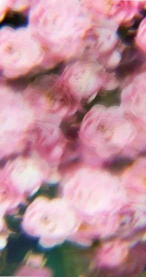 14. Close-up of pink cherry blossoms, symbolizing floral fragrance notes