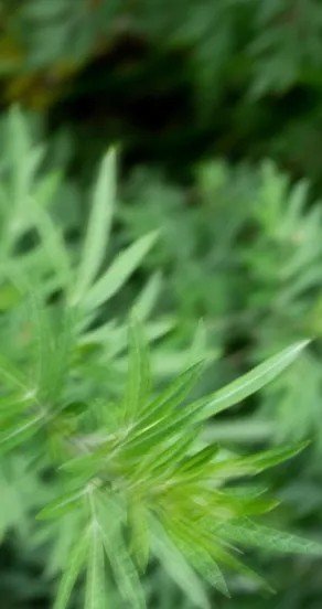 15. Close-up of green leaves, representing fresh and natural scent elements